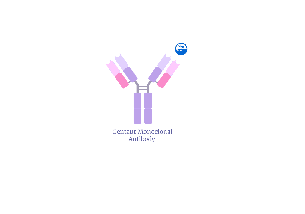 PE-Labeled Monoclonal Anti-FMC63 scFv Anti