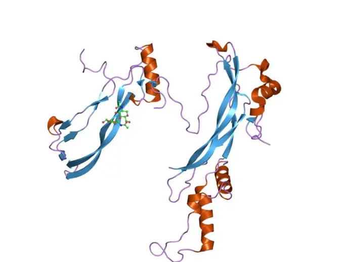 [Y00601-10µg] BMP-7 (10 µg)